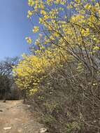 Image of Handroanthus billbergii (Bureau & K. Schum.) S. O. Grose