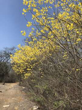 Handroanthus billbergii (Bureau & K. Schum.) S. O. Grose resmi