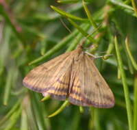 Image of Pyrausta subsequalis Guenée 1854