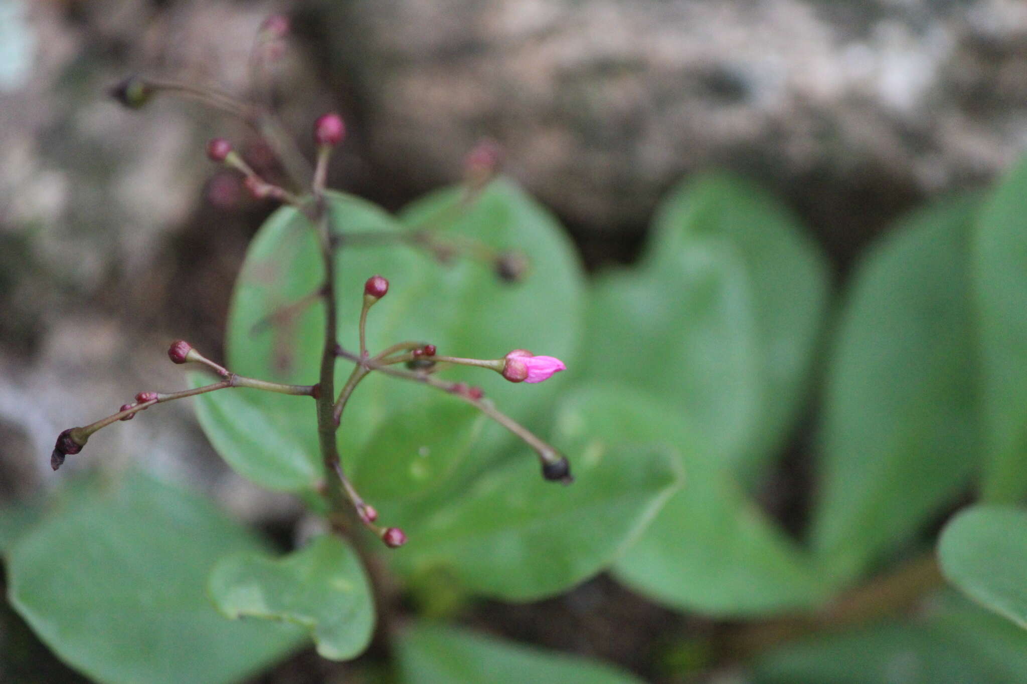 Image of limewater brookweed