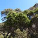 Image of Melaleuca preissii (Schauer) Craven & R. D. Edwards