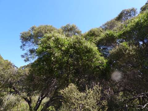 صورة Melaleuca preissii (Schauer) Craven & R. D. Edwards