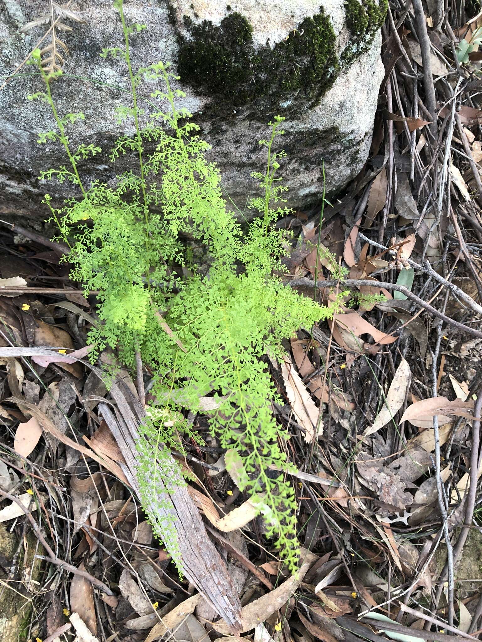 Image of Lindsaea microphylla Sw.