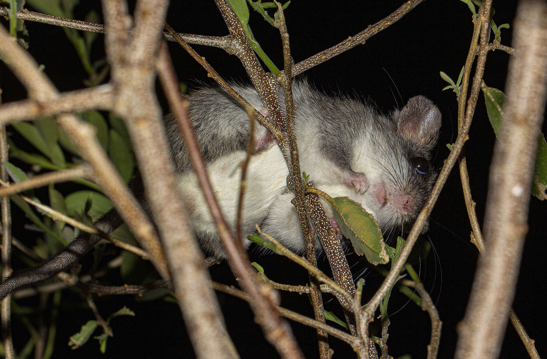 Image of Black-tailed Thallomys