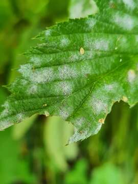 Image of Podosphaera filipendulae (Z. Y. Zhao) T. Z. Liu & U. Braun 2010