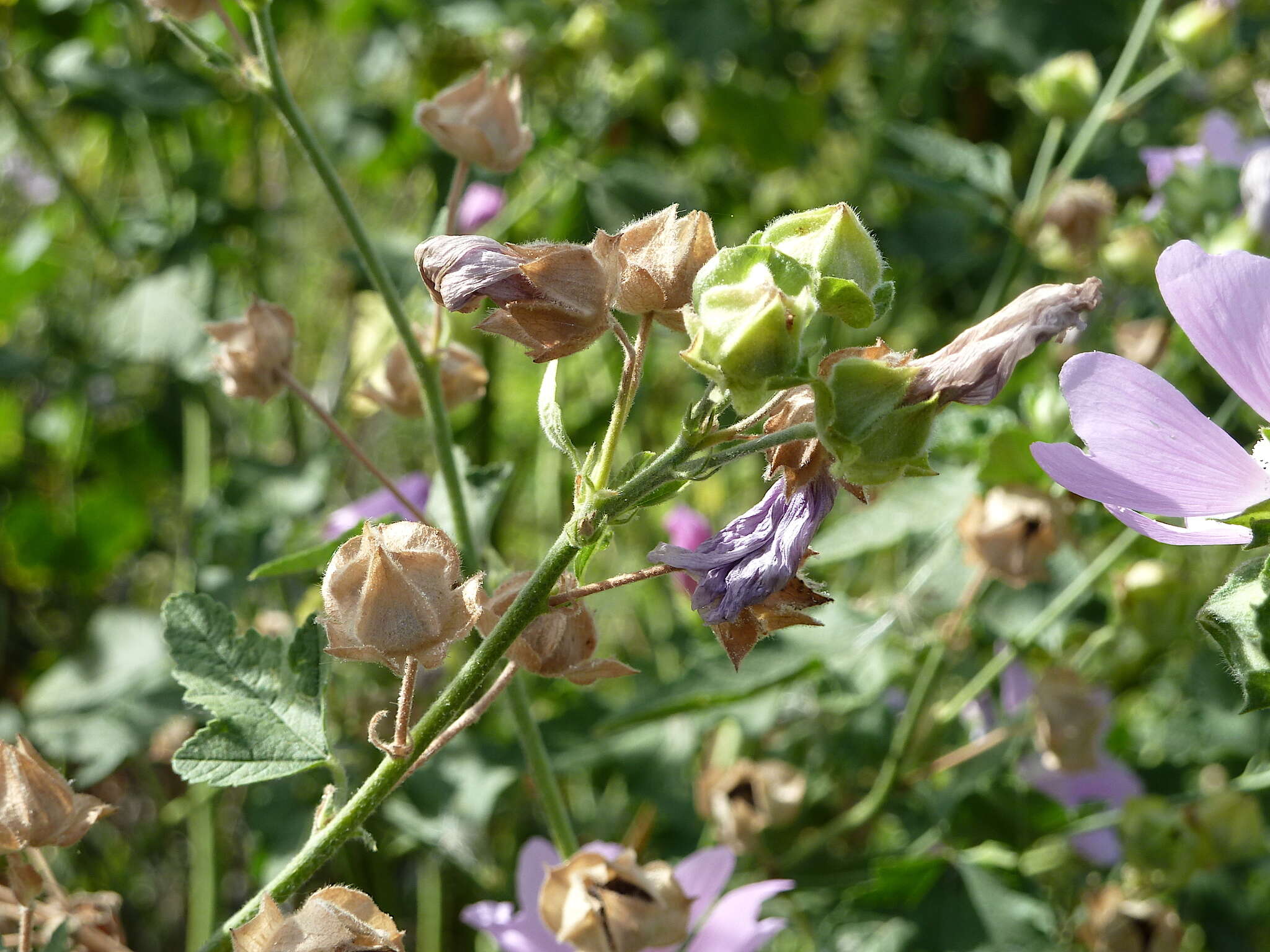 Image of Malva thuringiaca (L.) Vis.