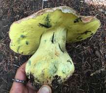 Image de Butyriboletus abieticola (Thiers) D. Arora & J. L. Frank 2014