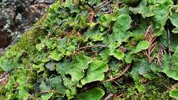 Image of British felt lichen