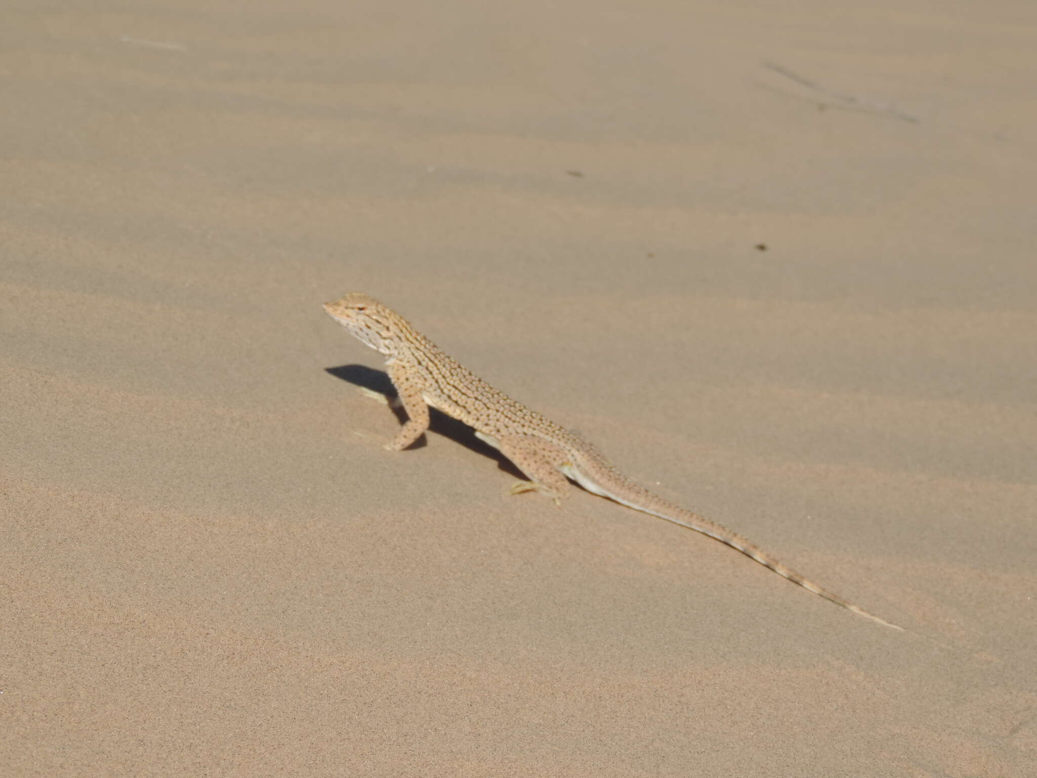 Image of Yuman Desert Fringe-toed Lizard