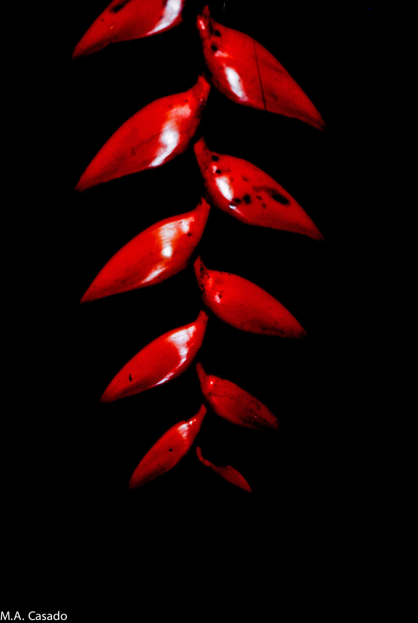 Image of Heliconia uxpanapensis C. Gut. Báez