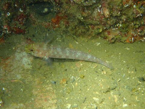 Image of Golden Goby