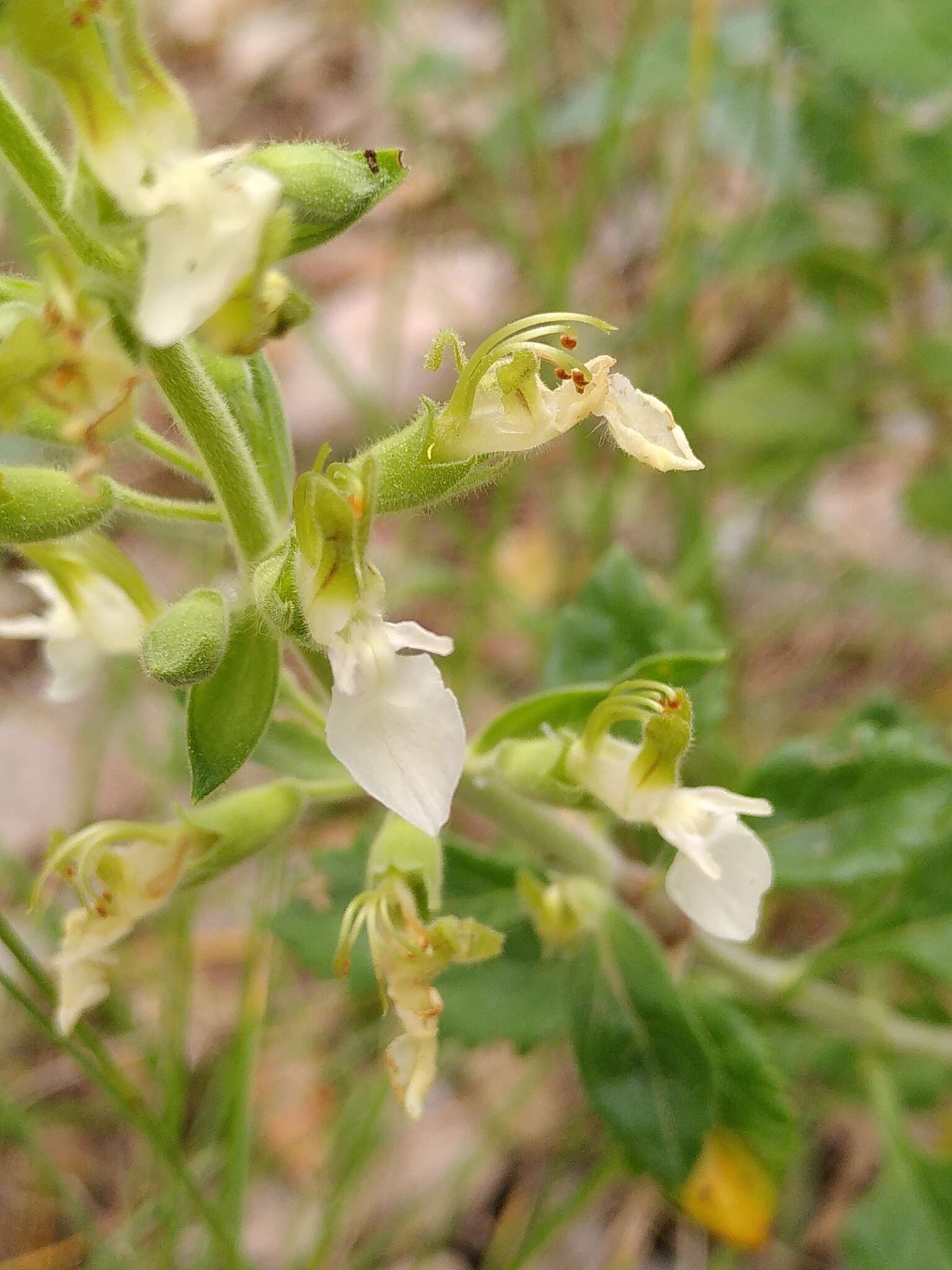 Image of yellow germander