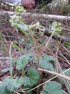 Image de Lachemilla pectinata (Kunth) Rothm.