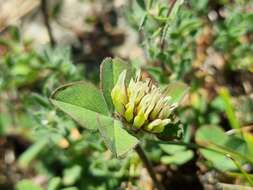 Image of sulphur clover