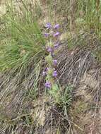 Image de Penstemon eriantherus var. whitedii (Piper) A. Nels.