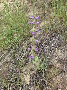 Penstemon eriantherus var. whitedii (Piper) A. Nels. resmi