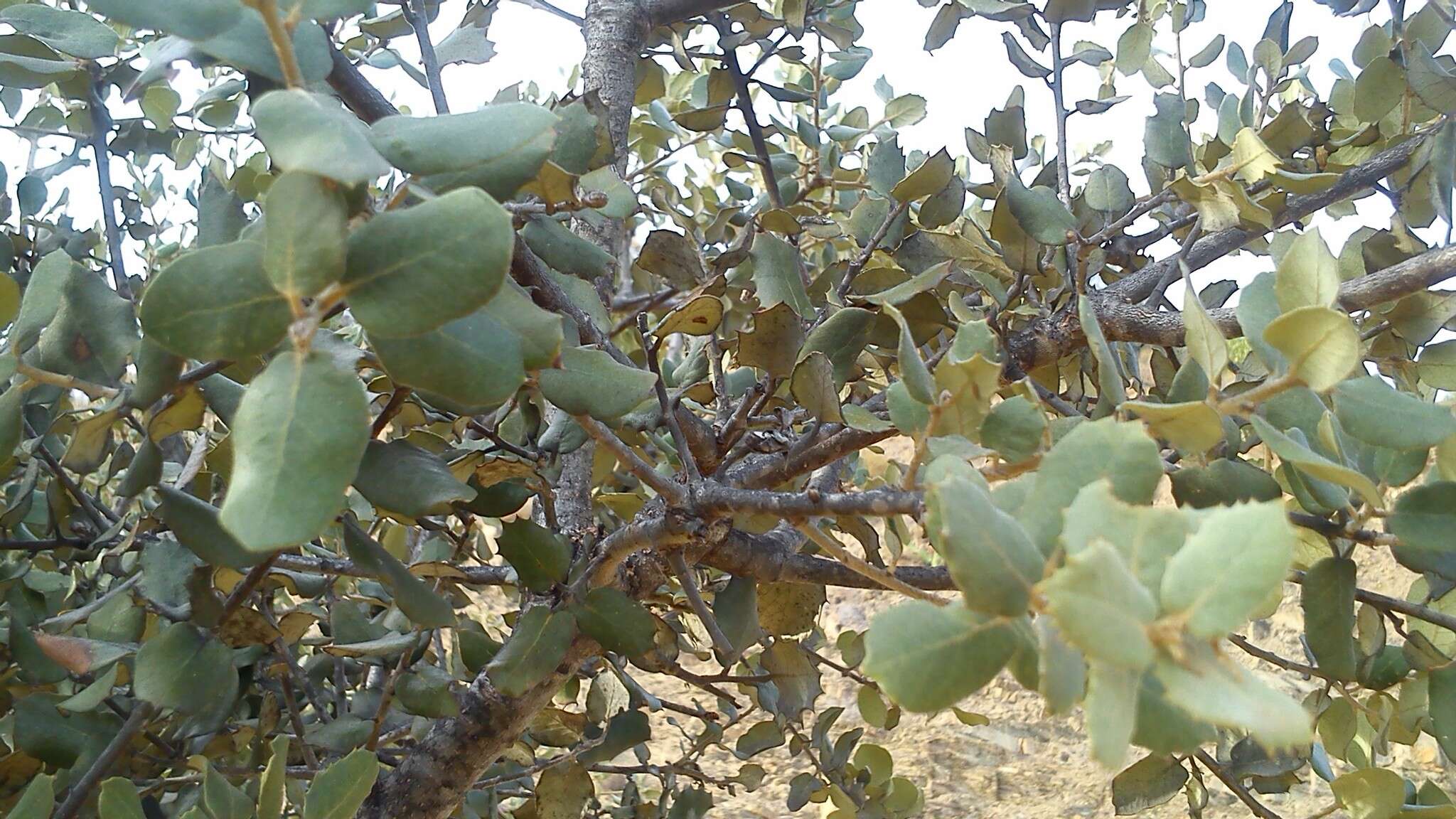 Image of Evergreen Oak