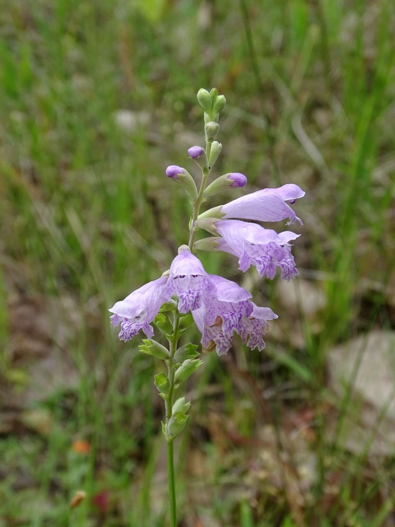 Image of Slender False Dragonhead