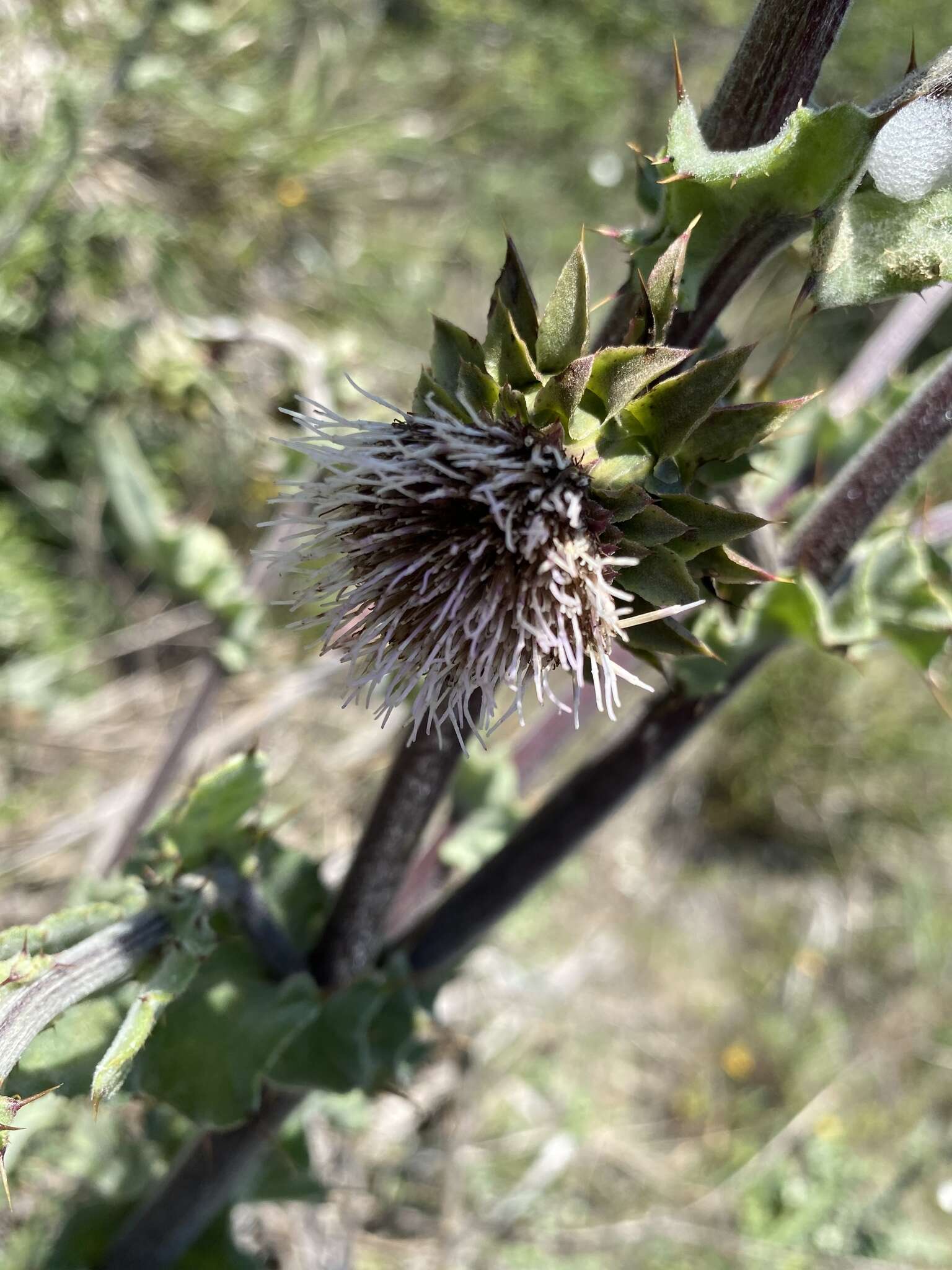 Image of Fountain Thistle