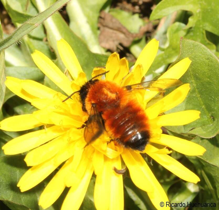 Image of Megachile semirufa Sichel 1867