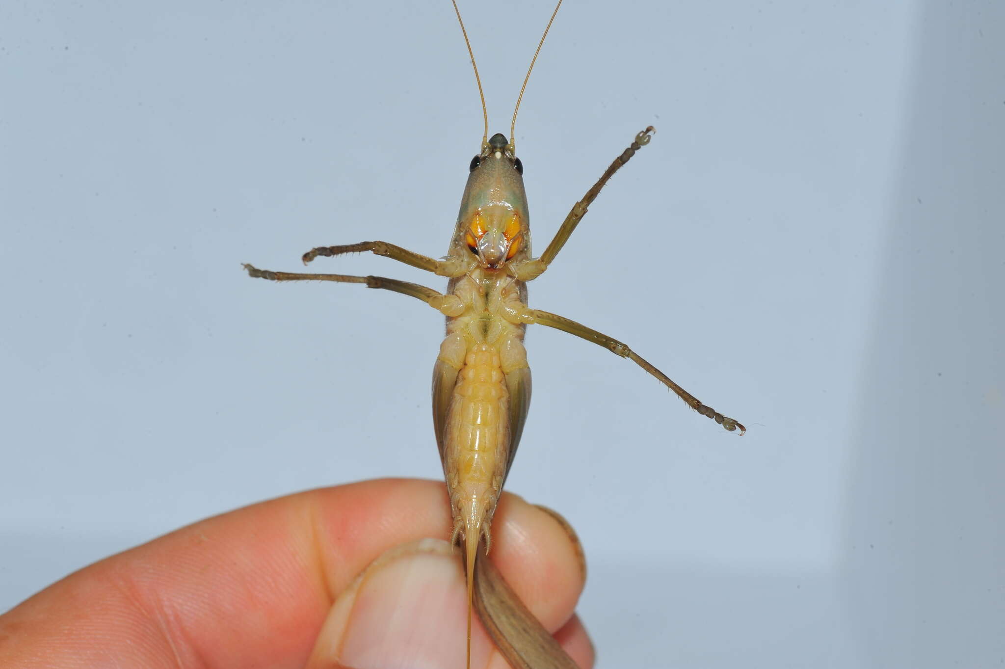 Image of Caribbean Conehead