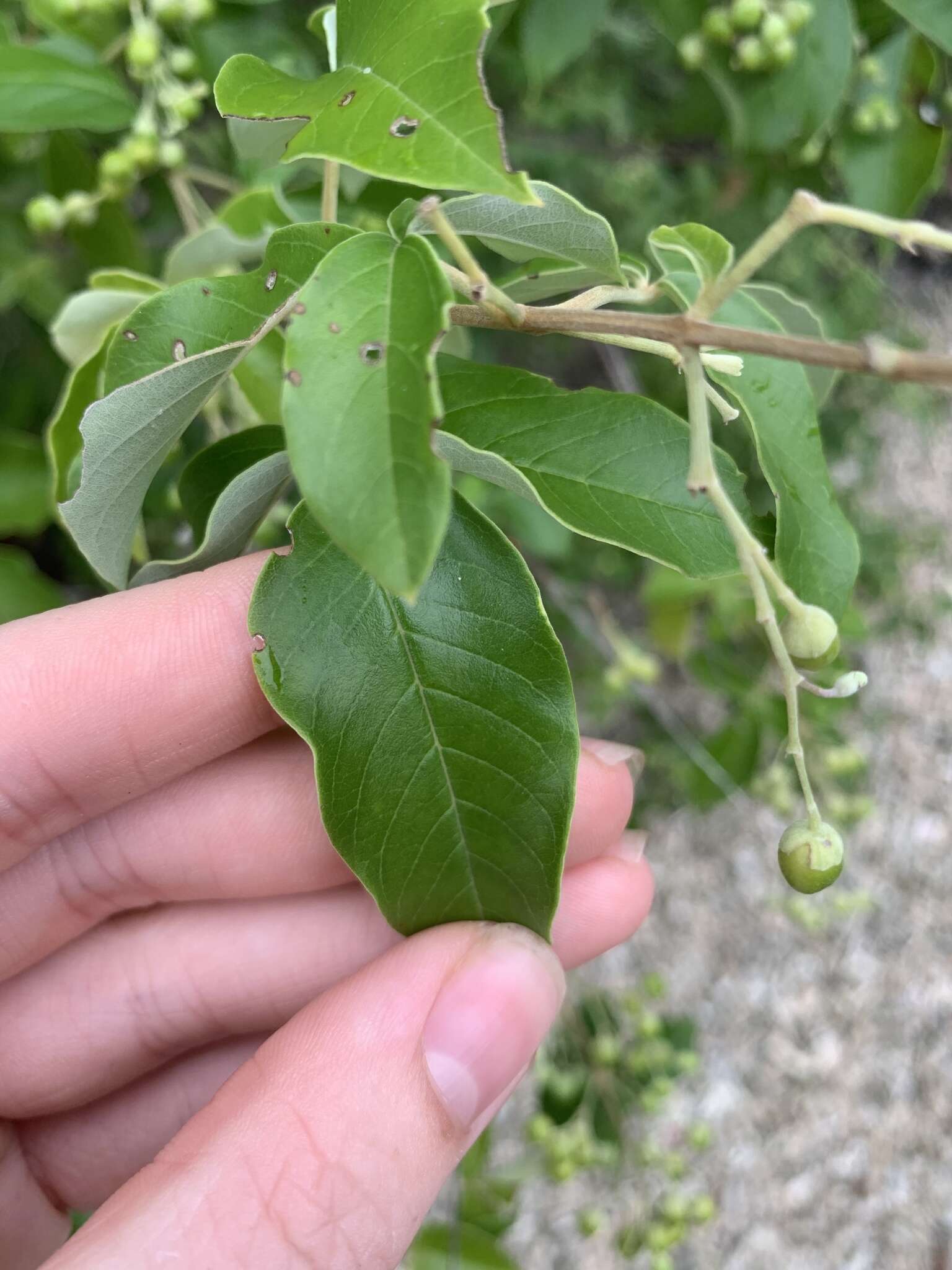 Image of Simpleleaf chastetree