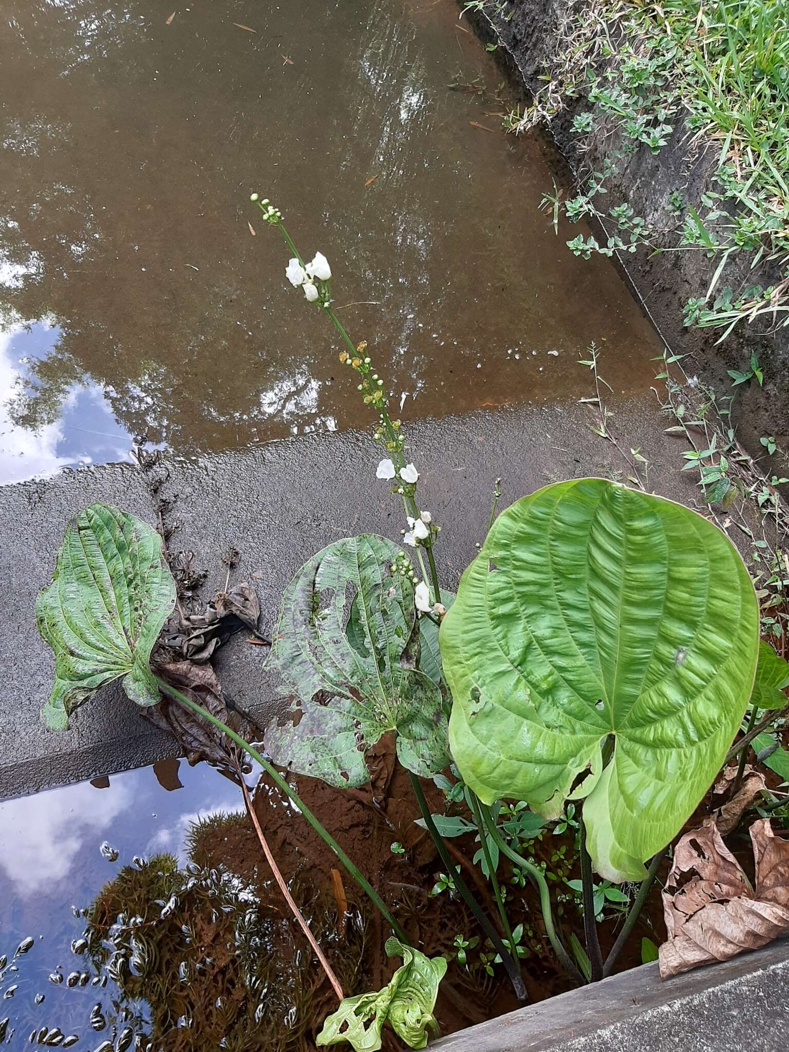 Слика од Echinodorus grandiflorus (Cham. & Schltdl.) Micheli