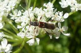 Image of Spruce Shortwing Beetle