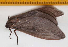 Image of Labyrinthine Ghost Moth