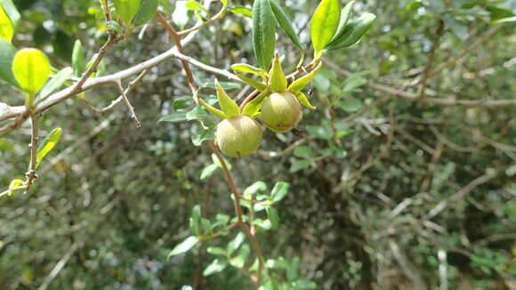 Sivun Diospyros simii (Kuntze) De Winter kuva