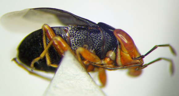 Image of Geocoris (Piocoris) erythrocephala (Lepelitier & Serville 1825)