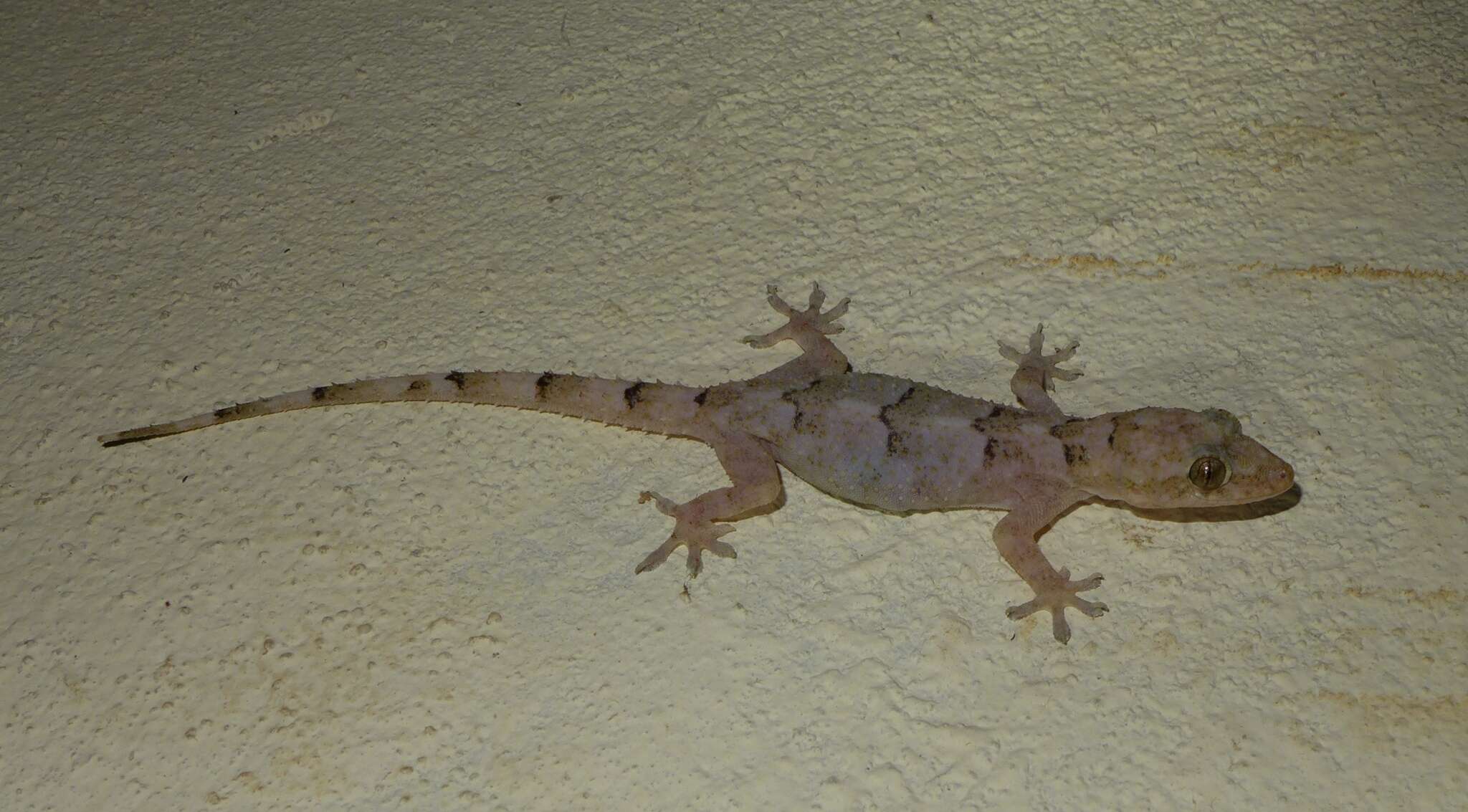 Image of Tropical house gecko