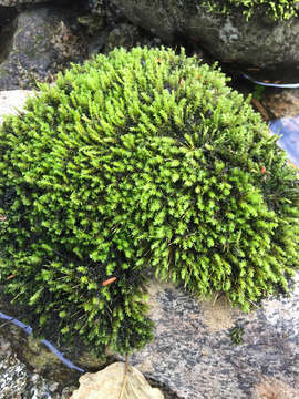 Image of racomitrium moss