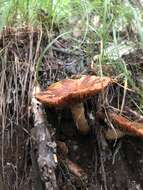 Image of Russula senecis S. Imai 1938