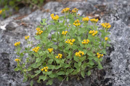 Image of Lindheimer's rockdaisy