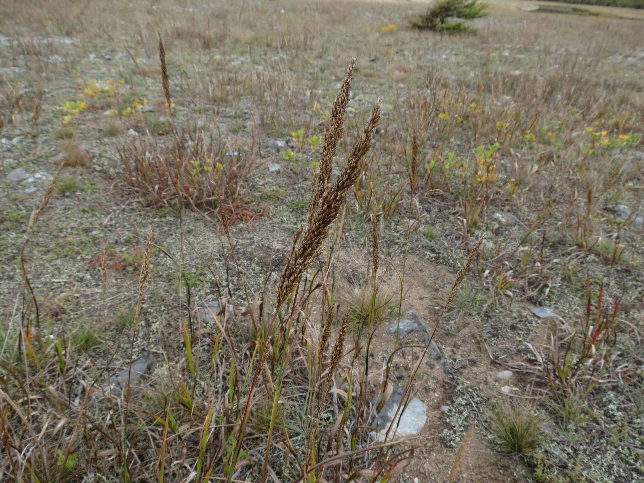 Plancia ëd Arundinella hirta (Thunb.) Tanaka