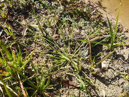 Image of Cyperus aquatilis R. Br.