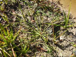 Imagem de Cyperus aquatilis R. Br.