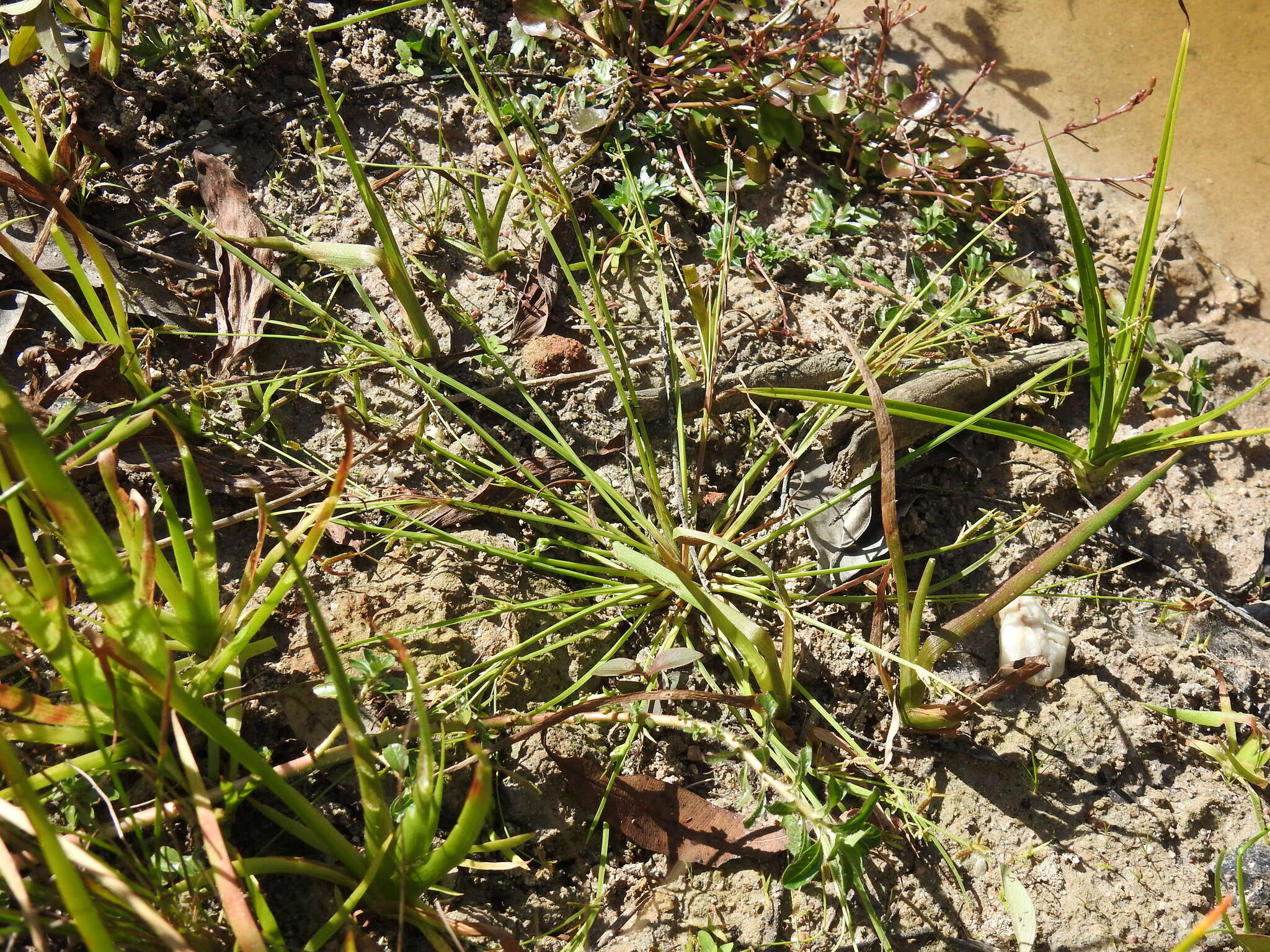 Image of Cyperus aquatilis R. Br.