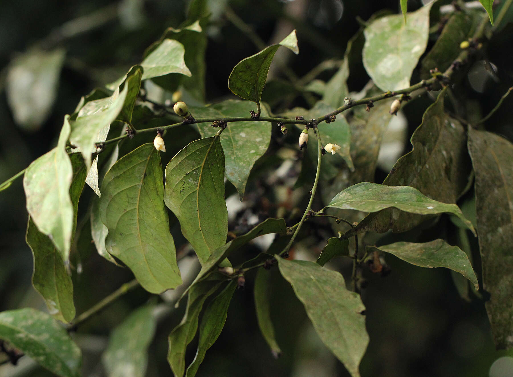 Слика од Diospyros iturensis (Gürke) Letouzey & F. White