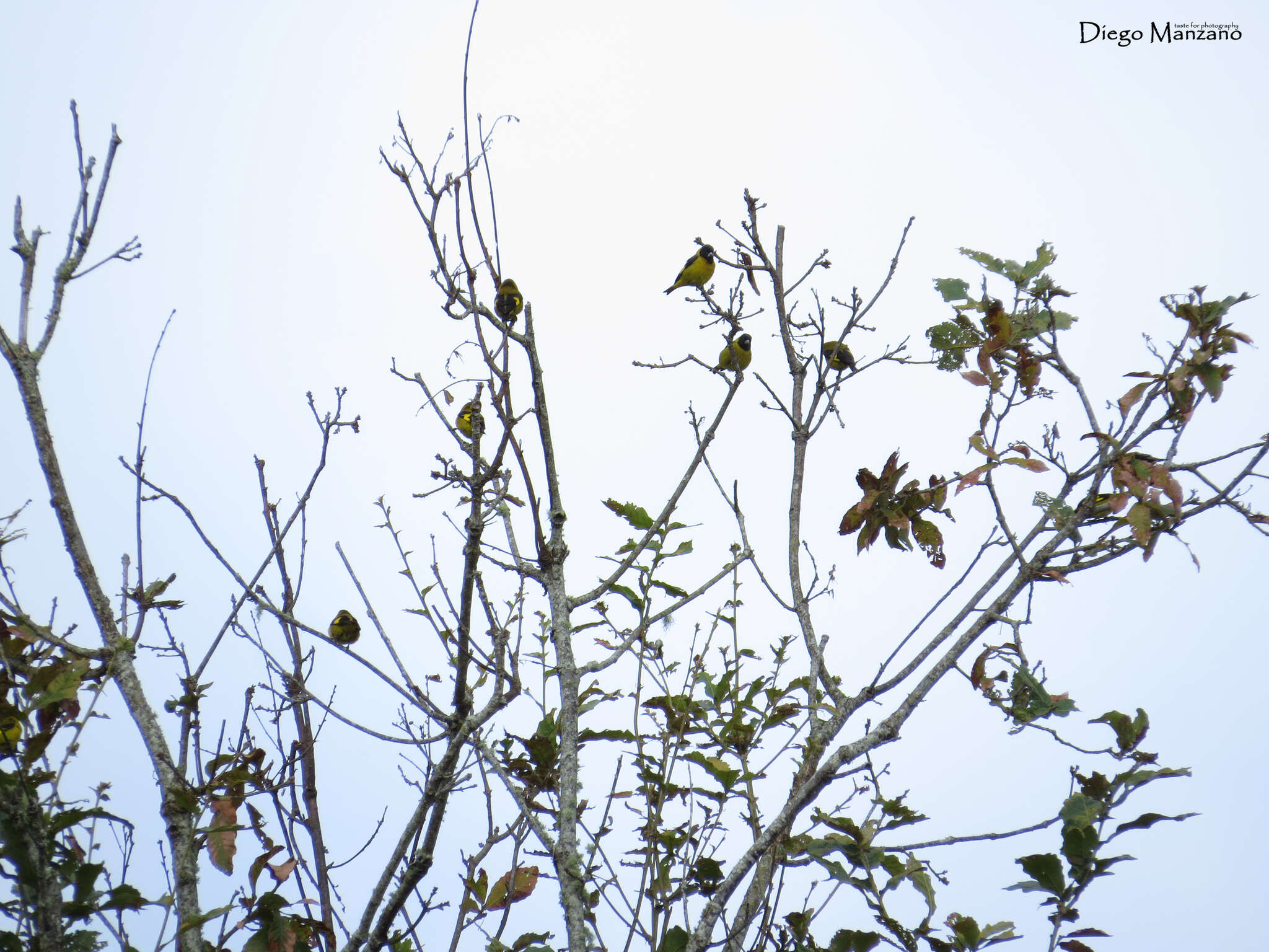 Image of Black-headed Siskin