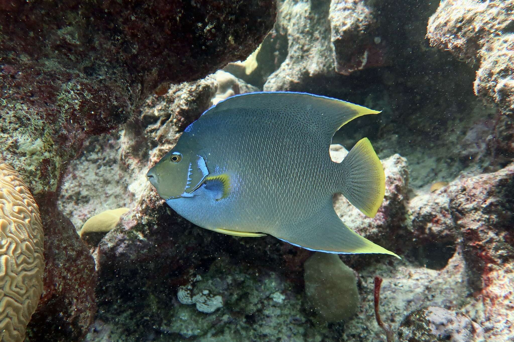 Image of Angelfish