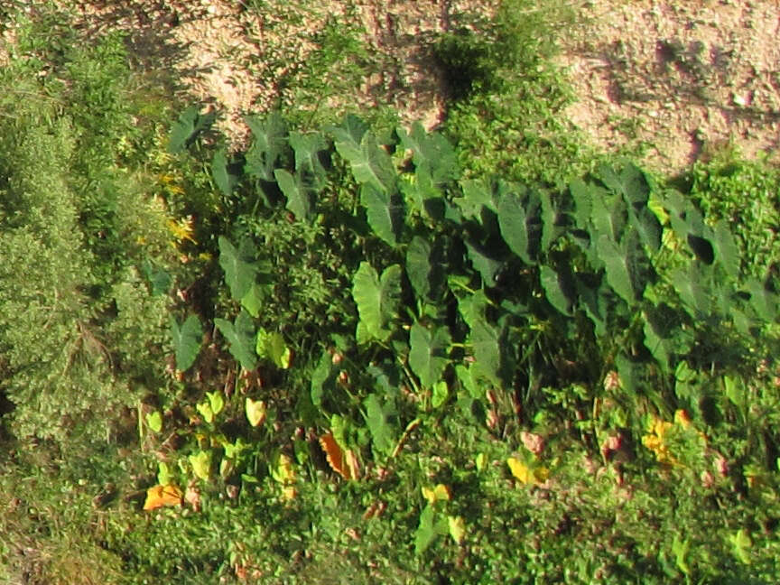 Image of Wild Taro