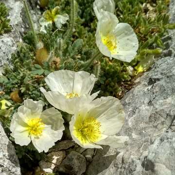 Imagem de Papaver alpinum L.