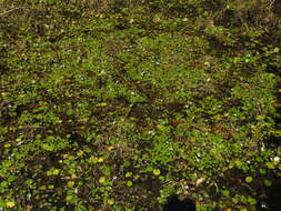 Image of <i>Pontederia diversifolia</i>