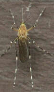 Image de Aedes canadensis canadensis