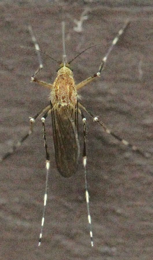 Image of Aedes canadensis canadensis