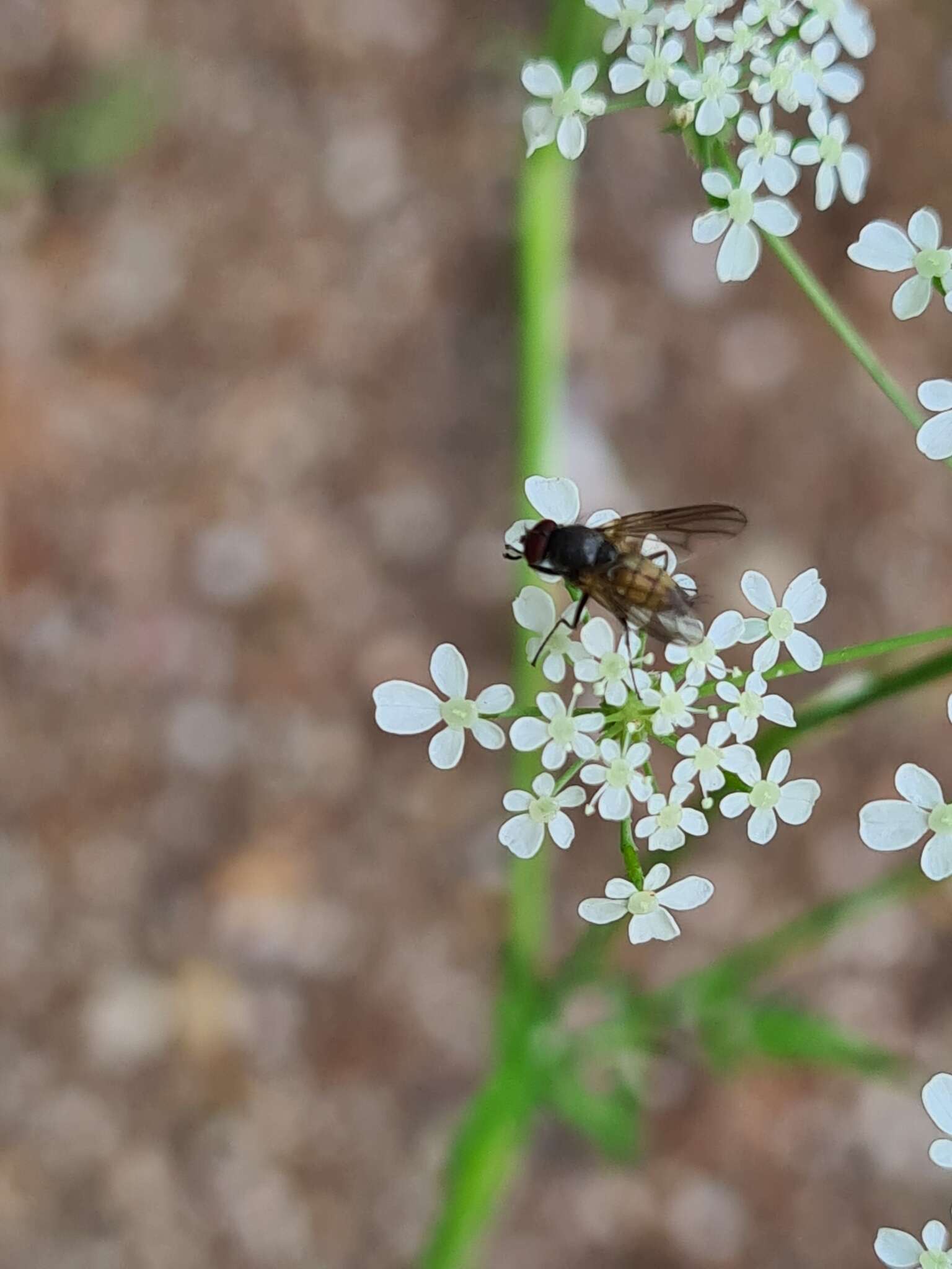 Sivun Thricops semicinereus (Wiedemann 1817) kuva