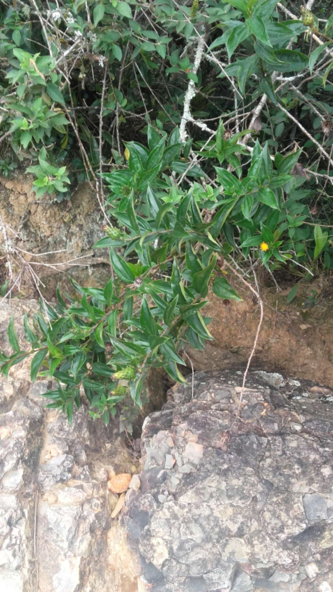 Image of Lycoseris crocata (Bertol.) Blake