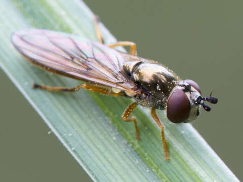 Image of Platycheirus fulviventris (Macquart 1829)